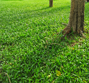 lawn Care