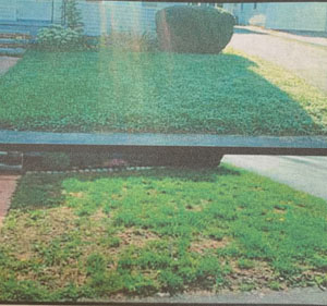 lawn Care