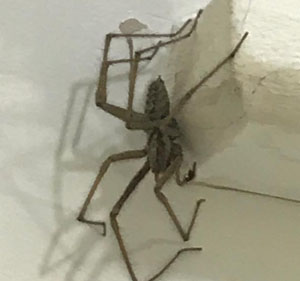Spider Barriers