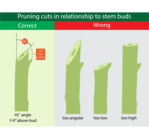 Tree Care