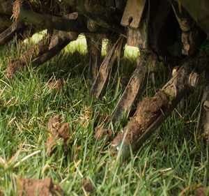 Pruning and Yard Clean Ups