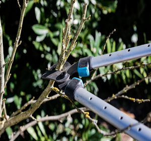 Pruning and Yard Clean Ups
