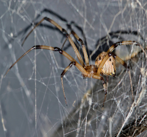 Spider Barriers