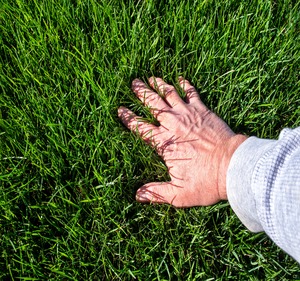 Lawn Care