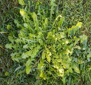 lawn Care