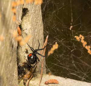 Spider Barriers