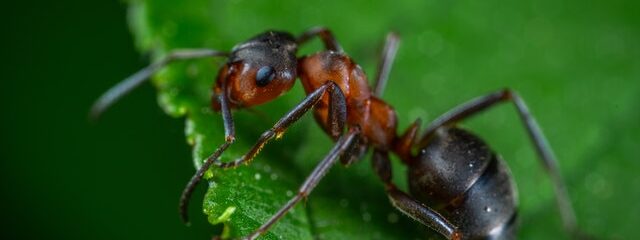 Pest Control Services and Methods for your Garden